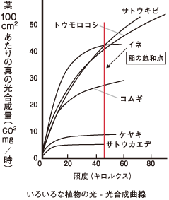 100平方センチメートルあたりの真の光合成量